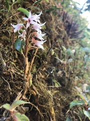 Maxillaria schlechteriana