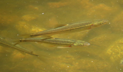 Sonora chub (Gila ditaenia) — Cyprinidae — 4