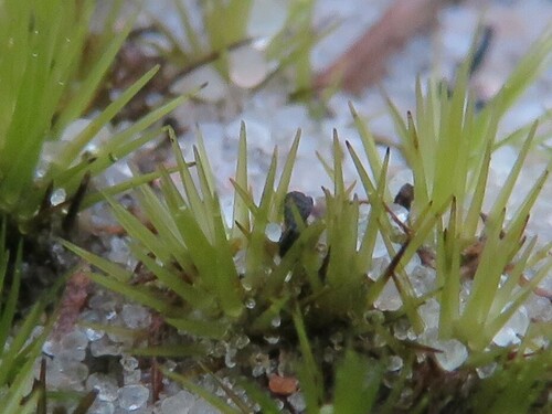 Campylopus bicolor