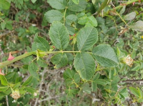 Rosa corymbifera image