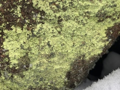 Chrysothrix chlorina