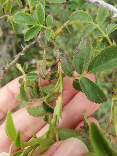 Rosa corymbifera image