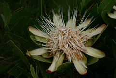 Protea angolensis var. angolensis image