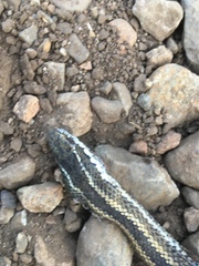 Philodryas chamissonis