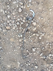 Philodryas chamissonis