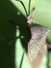 Acanthocephala latipes