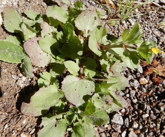 Erythranthe glabrata