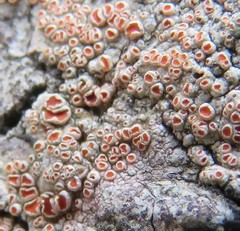 Haematomma persoonii