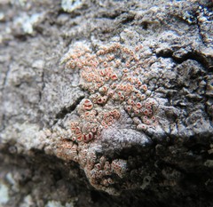 Haematomma persoonii