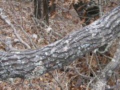 Haematomma persoonii