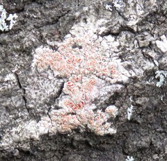 Haematomma persoonii