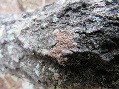 Haematomma persoonii