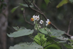 Sparrmannia africana