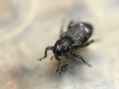 Cylindrocopturus