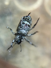 Cylindrocopturus