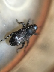 Cylindrocopturus