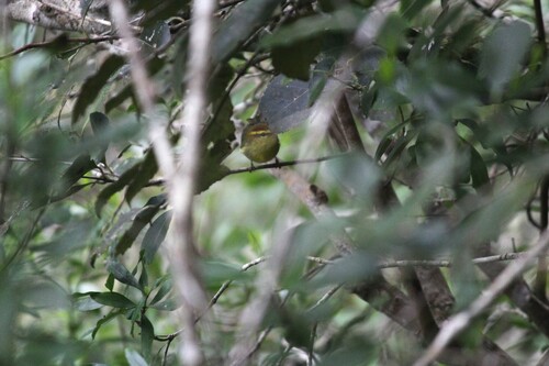 Yellow-throated Woodland Warbler (Phylloscopus ruficapilla), photo 8