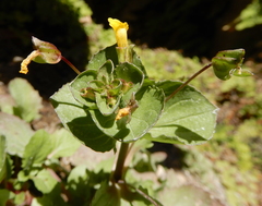 Erythranthe glabrata