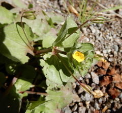 Erythranthe glabrata