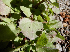 Erythranthe glabrata