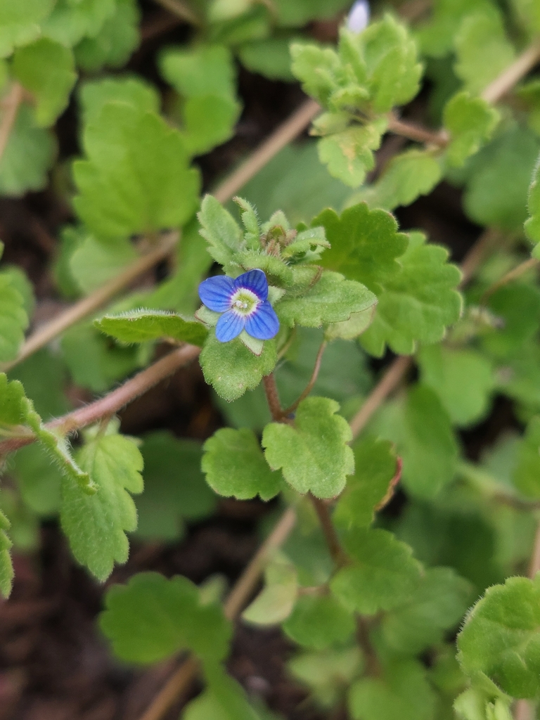 Grey Field-speedwell from Calke, Ashby-de-la-Zouch LE65 1RR, UK on July ...