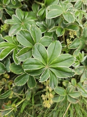 Alchemilla conjuncta, photograph (c) Helen Waterman, some rights reserved (CC BY)