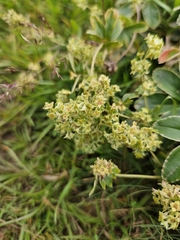 Alchemilla conjuncta, photograph (c) Helen Waterman, some rights reserved (CC BY)