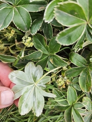 Alchemilla conjuncta, photograph (c) Helen Waterman, some rights reserved (CC BY)