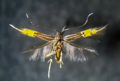 Cosmopterix dapifera