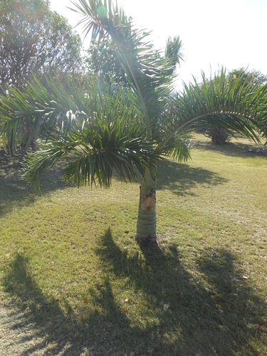 Pseudophoenix sargentii