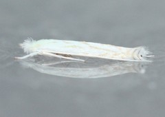 Stegommata sulfuratella
