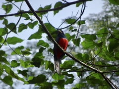Trogon melanurus