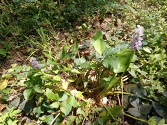 Pontederia sagittata