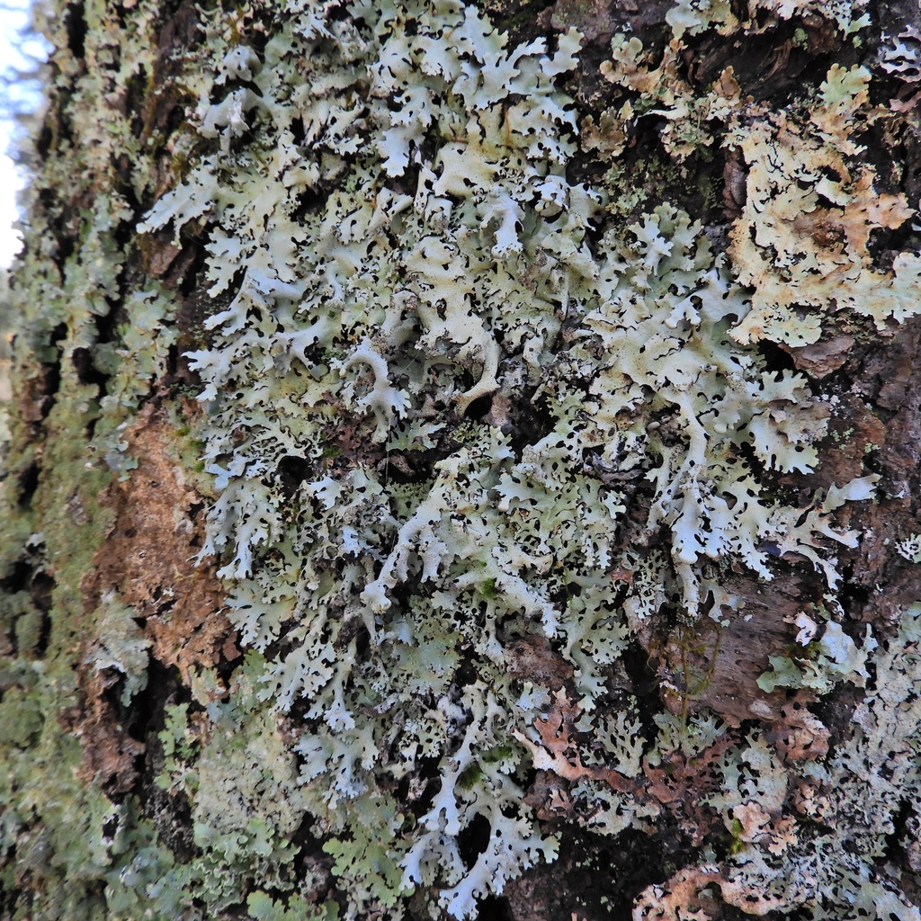 Hypotrachyna rockii