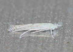 Stegommata sulfuratella