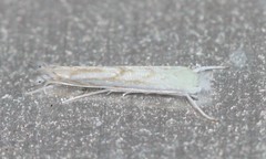 Stegommata sulfuratella