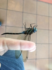 Rhionaeschna jalapensis