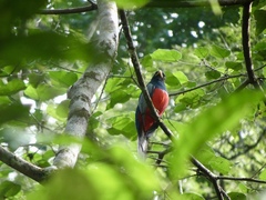 Trogon melanurus