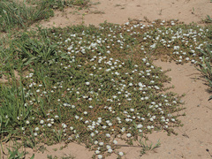 Mesembryanthemum paulum