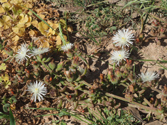 Mesembryanthemum paulum