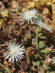 Mesembryanthemum paulum