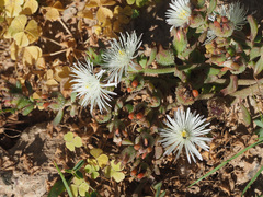 Mesembryanthemum paulum