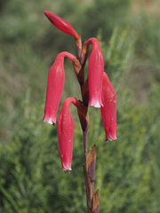 Watsonia aletroides