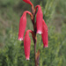Renoster Watsonia - Photo (c) Felix Riegel, some rights reserved (CC BY-NC), uploaded by Felix Riegel