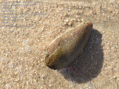 Dolabella auricularia