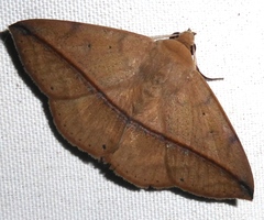 Ugia