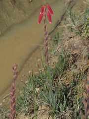 Watsonia aletroides