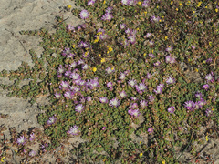 Disphyma dunsdonii