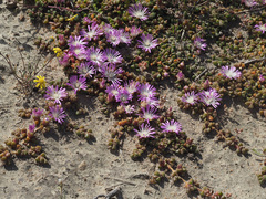 Disphyma dunsdonii