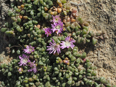 Disphyma dunsdonii